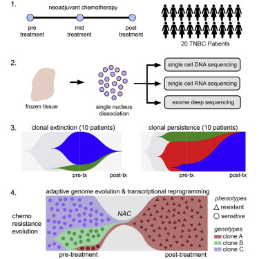 Cell：單細胞測序深度解析三陰乳腺癌_單細胞測序,單細胞測序技術