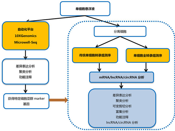 廉價的單細胞基因表達分析新技術