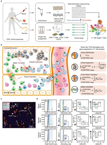 開發基于單細胞TCR的生物信息追蹤方法 揭示結直腸癌T細胞動態變化