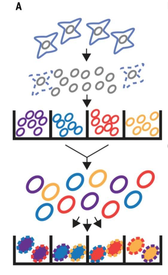 不使用微流控如何實現高通量測序單細胞基因組？